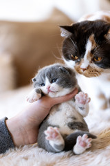 Mamakatze + Katzenbaby