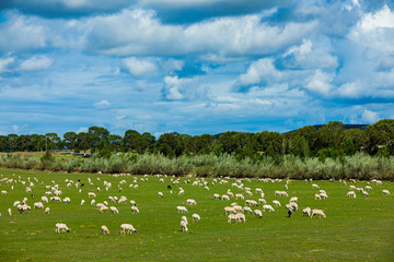 Obraz premium Sheep flock is on the grassland