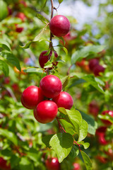 Ripe big red plums growing on a tree branch in the orchard.
