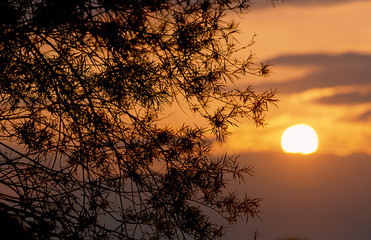 Sonnenuntergang Ruhraue mit Baum