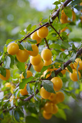 A Bunch of Ripe Yellow Plums on a Tree growing in the orchard