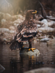 Steppe eagle (Aquila nipalensis) sitting on rock in river. Rock background. Steppe eagle portrait.