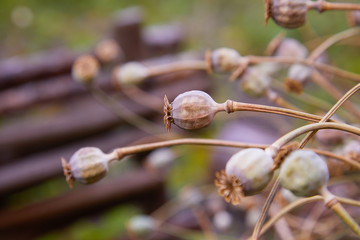 Group of dry heads (capsules) of the ripened poppy. Poppy field