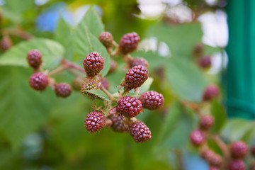 Unripe blackberries on a branch. Delicious black berry growing on the bushes. 