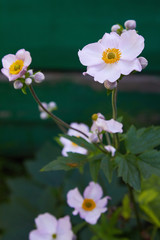 Anemone sylvestris (snowdrop anemone) - White flowers in the botanical garden.
