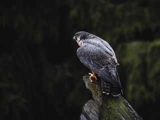 Peregrine falcon (Falco peregrinus) sitting on orange deciduous larch. Peregrine falcon on autumn tree. Deciduous larch in background.