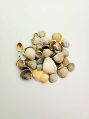 Seashells isolated on white background, top view.