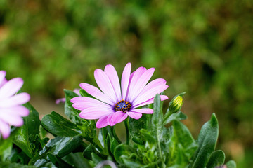 pink flower in garden