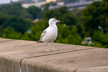 On the front background of the seagull on the edge of the pier; In the background, a vast park overlooking the local town