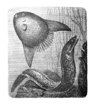 recommend clip art: Ocean sunfish or common mola (Mola Mola) old Antique illustration from Brockhaus Konversations-Lexikon 1908