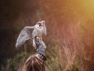 Falconer with Peregrine falcon (Falco peregrinus). Peregrine falcon sits on glove falconer. Autumn...