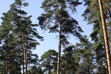 trees n sky