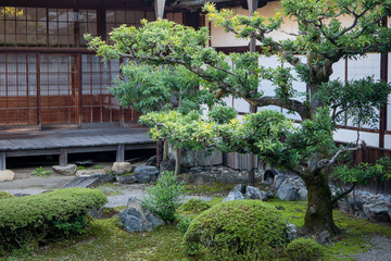 Natural green trees in a Japanese garden