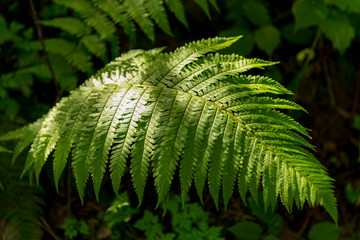 France; Fougère verte dans une forêt. Green fern in a forest.