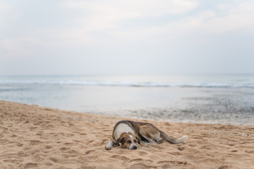 Fototapeta na wymiar Stray dog lying on the sand on the beach of Sri Lanka