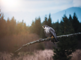 Peregrine falcon (Falco peregrinus) sitting on orange deciduous larch. Peregrine falcon on autumn...