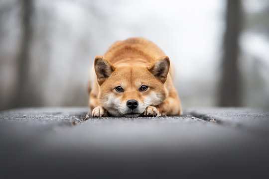 chien shiba inu coucher sur du bois gel&eacute;
