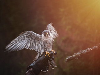 Falconer with Peregrine falcon (Falco peregrinus). Peregrine falcon sits on glove falconer. Autumn...