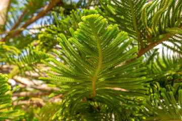 Lush foliage of Araucaria heterophylla or Norfolk Island Pine during the tropical sunny day. Resort or cruise background concept.