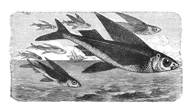 Exocoetus volitans, commonly known as the tropical two-wing flyingfish or blue flyingfish old Antique illustration from Brockhaus Konversations-Lexikon 1908