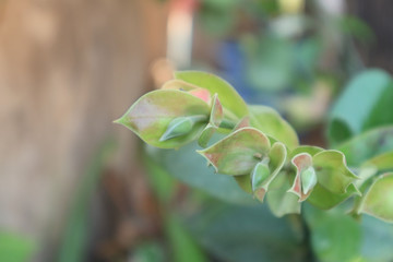 Green bird flower pollen at the bottom of the flower.