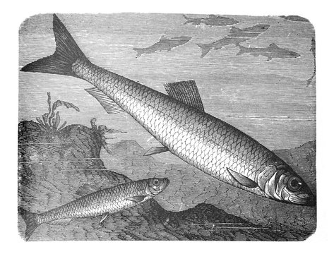 Herring atlantic (clupea harengus) old Antique illustration from Brockhaus Konversations-Lexikon 1908