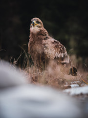 Steppe eagle (Aquila nipalensis) on rock by river. Steppe eagle portrait. Dry grass in background.