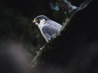 Peregrine falcon (Falco peregrinus) sitting on orange deciduous larch. Peregrine falcon on autumn tree. Deciduous larch in background.