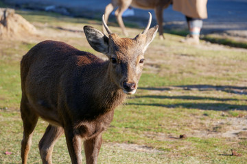 Naklejka na ściany i meble Beautiful nature deer in Nara park. japan travel concept