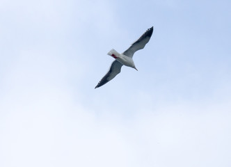 Seagull in flight with wings spread out