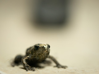 Golden Tree Frog Covered with Dust Standing