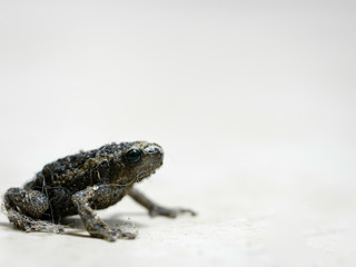 Golden Tree Frog Covered with Dust Standing