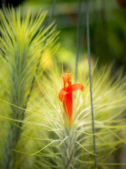 Red Fungkiana Flower Blooming and Hanging