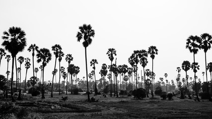 Sugar palm plantation view, black and white