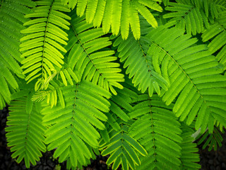Climbing Wattle Leaves Spreading in The Field