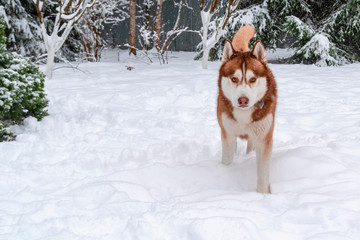 Siberian husky dog runs through deep snow in the winter forest. 
