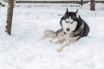 Siberian Husky dog lying on snow