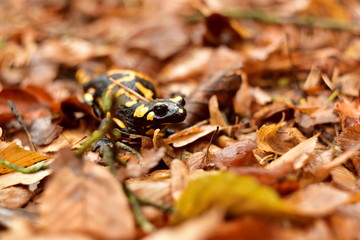 Salamandra Salamandra in autumn colored nice forest