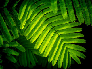Cha Leaves are Lined in The Row