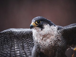 Peregrine falcon (Falco peregrinus) sitting on orange deciduous larch. Peregrine falcon on autumn tree. Deciduous larch in background.