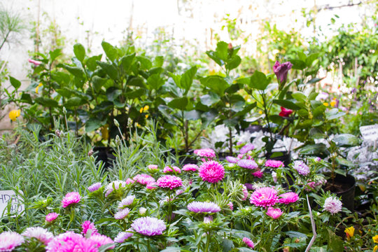 Grupo de flores del jard&iacute;n 