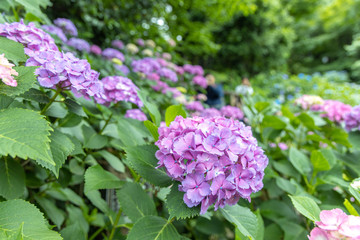 飛鳥山公園の紫陽花