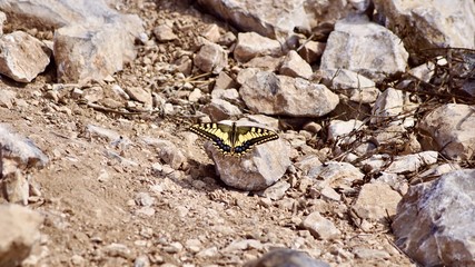 Schmetterling