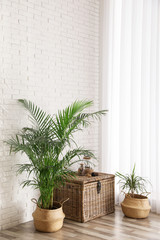 Beautiful green potted plants in stylish room interior