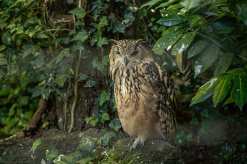 Very big eagle owl sitting on tree stump underneath green bushes.