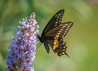 Black swallowtail butterfly in summer