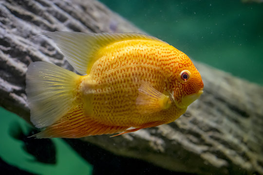 fish swimming in water, Cichlasoma, Heros severum var Red Perl