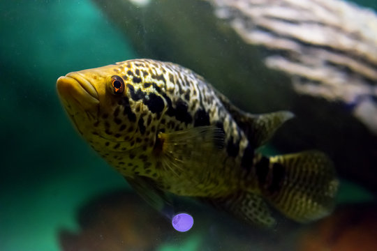 fish swimming in water, Jaguar Cichlid