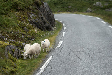 sheep graze on the edge of road