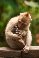 Junger Affe mit Flasche auf Brücke in Indonesien